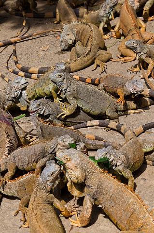 57 Honduras, Roatan, Sherman's Iguanas Refuge.jpg